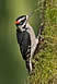 Hairy Woodpecker